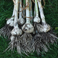 Garlic Harvest
